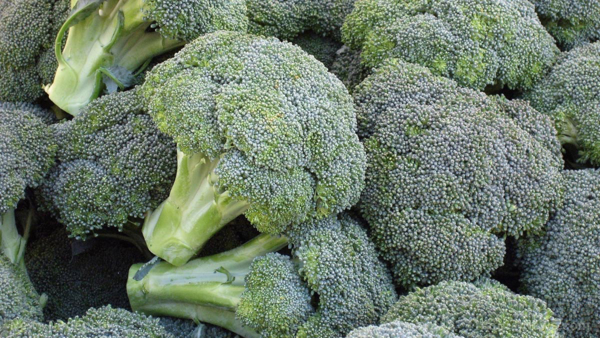 Could a molecule found in broccoli help the brain REPAIR spike protein&nbsp;damage?